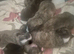 Stunning westiejack west Highland terrier x jack russell puppies
