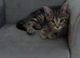 Maine Coon X kittens ready now