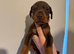 ROYAL KENNEL CLUB REGISTERED DOBERMANS