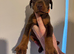 Kennel club registered Dobermans