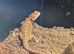 Female baby bearded dragon