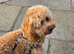 Tooy poodle