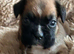 Kc reg boxer puppies long/bob tail