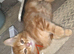 Ginger boy kitten