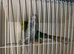 Show budgies