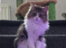 Beautiful mixed tabby female cat