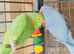 Stunning young Indian ringnick parrot