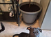 Rottweiler cross pocket bully puppy female