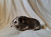 Male and female guinea pigs