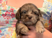 Adorable Schweenies puppy’s