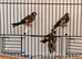 2 male goldfinches fit and healthy