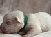 West Highland Terrier Pups For Sale