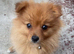 Beautiful male toy Pomeranian puppy