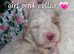 Cavapoochon