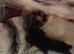 Ragdoll mix