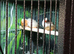 Trio of Zebra Finches