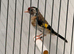 Steady goldfinch hen
