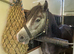 4yr 11.2hh old sec a mare