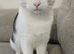Male cat