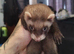 2 ferrets available one hob one jill