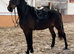 PROJECT Gorgeous bay mare who will go far in the right hands