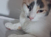 Calico female cat