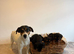 Jackapoo puppies