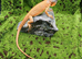 Lemon Red Juvenile Green Iguana