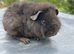 Baby Teddy Female