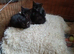 Kittens for sale lovely colours male female ready for there for ever home
