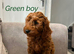 Cavapoo F1b