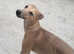 Italian greyhound for stud