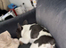 KC Registered Female French bulldog