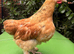 Pilkie Cockerel looking for new pastures