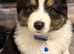 Australian Shepherd Puppies