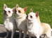 Beautiful Cream Chihuahua Puppies Xxs