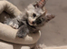 Tica Pedigree Maine Coon Kittens