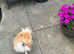 KC Reg POMERANIAN BITCH