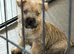 Beautiful KC Reg Cairn Terrier Puppies