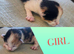KITTENS BORN 21ST APRIL