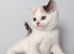 Gorgeous pedigree kittens