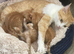 Gorgeous ginger kittens
