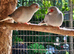 Diamond Doves for sale. Various colours / ages