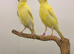 X2 nice canary’s this year
