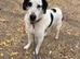 Urgent rehoming - LUKE