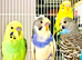 Beautiful Baby Budgies & Cages Various .Mutations