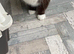 URGENT REHOME GCCF STUD SALE :  TO OFFER
