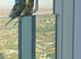 Budgies for sale semi tame