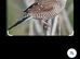 Cherry finches