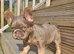 Fluffy french bulldog pup